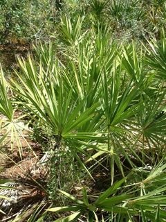 serenoa repens palmetto palmier palma nain serrulata sabal pharmacie sawpalmetto layon palmito salvaje