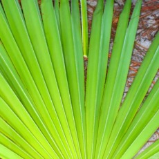 All You Need To Know About Saw Palmetto